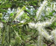 میموزا تنیفلورا